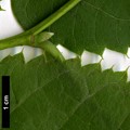 SpeciesSub: subsp. caucasica